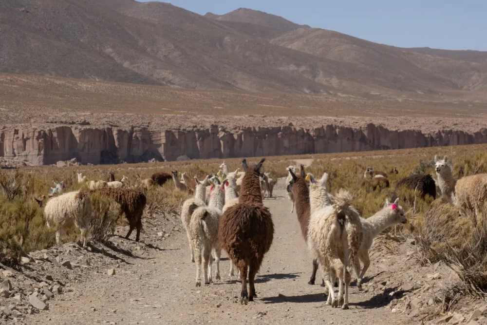 El mágico pueblo de Barrancas recibió el certificado de Best Tourism Villages - Ojos del Mundo