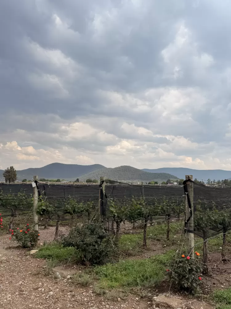 Bodegas del Viento: Un vino que homenajea a los indígenas de México - Ojos del Mundo