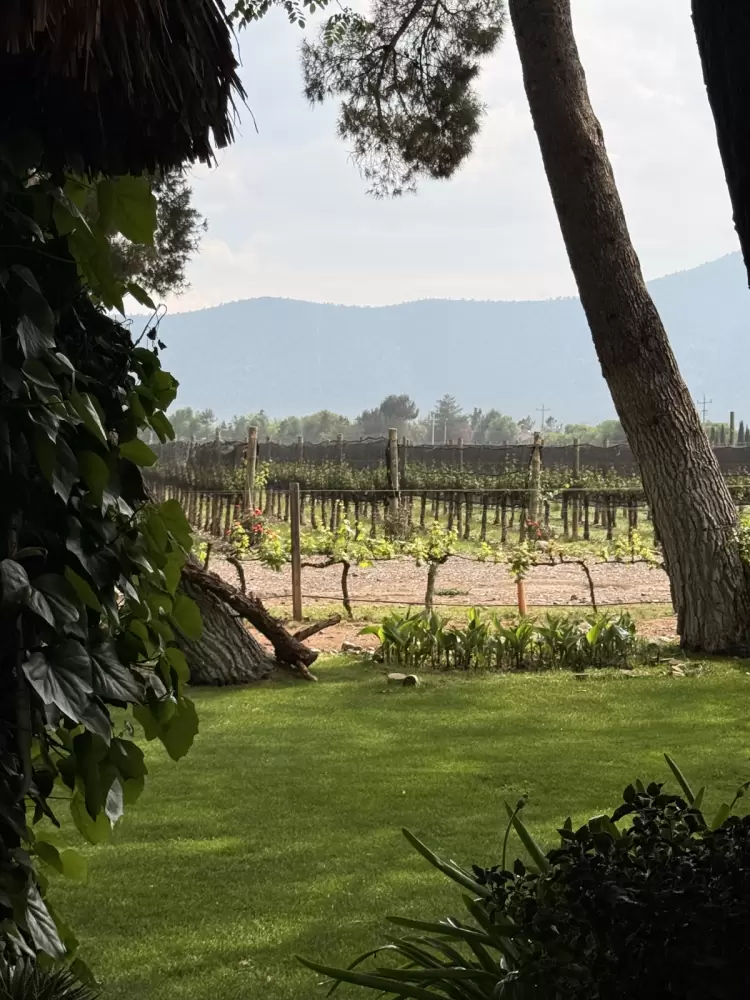 Bodegas del Viento: Un vino que homenajea a los indígenas de México